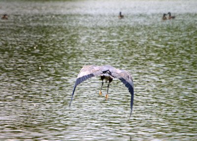 Heron - Core Creek Park - 7/30/2010