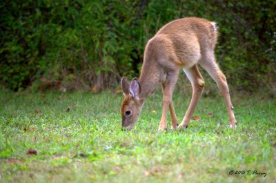 young deer eating