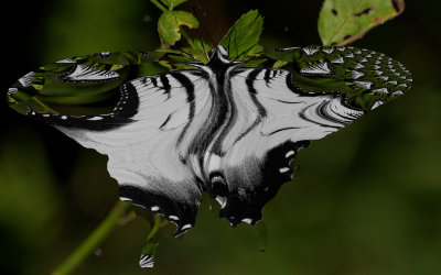 fractal butterfly