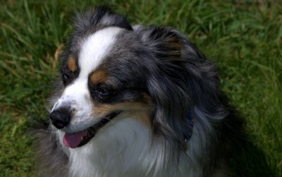 mini australian shepheard