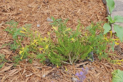 Yellow Pine Leaf Penstemon (Tag #707)