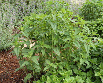 Bee Balm Bergamot #701 (9204)