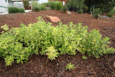 Limelight Artemisia