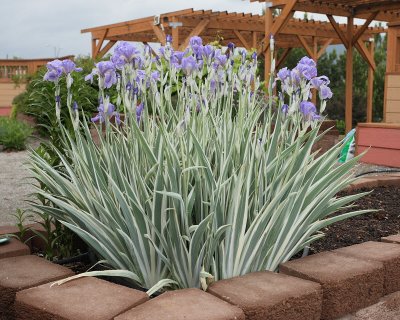 Orris Root Iris #744 (9211)