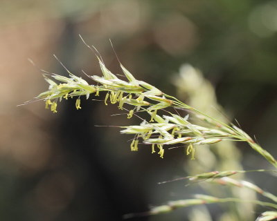 Blue Avena Grass #558 Seeds (9483)