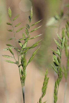 Blue Fescue (#556 ??) Grass Seeds (9496)
