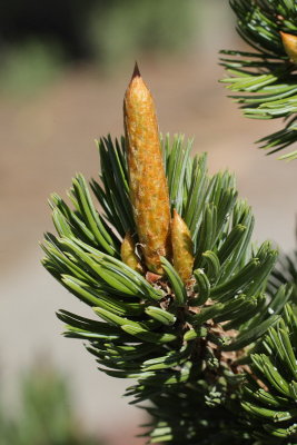 Bristlecone Pine #110 (9365)