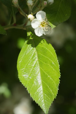 Lavelle Hawthorn #107 (9657)