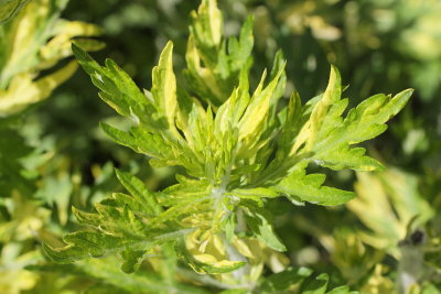 Limelight Artemisia #999 (9532)