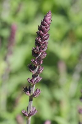 Meadow Sage #705 (9442)