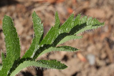 Oriental Poppy #841 (9697)