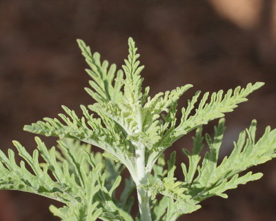 Russian Sage #433 (9578)