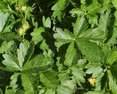 Spring Cinquefoil #713 (9430)