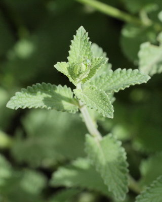 Catmint #830 (9807)