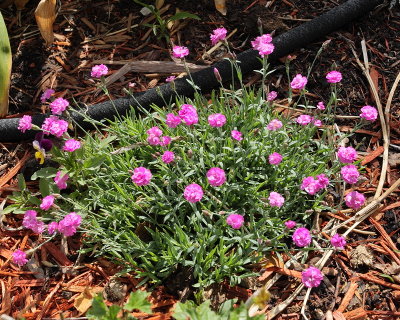 Pink Dianthus 'Tiny Rubies' (Tag #717)