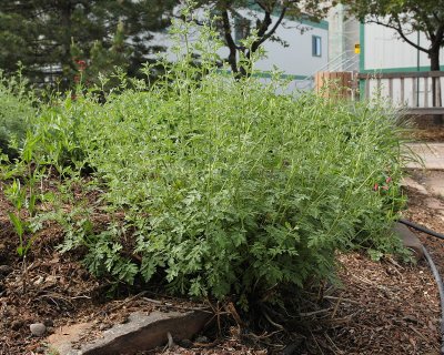 Snow Daisy Tansy #803 (9823)