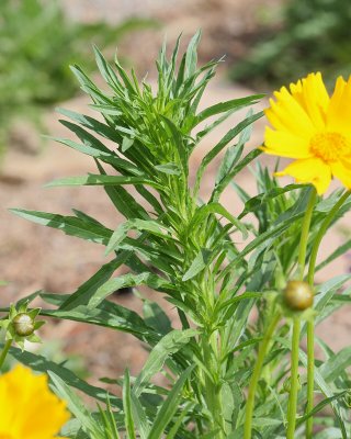 Lanceleaf Coreopsis #736 (4624)