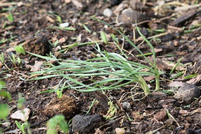 Curly Grey Chives #618 (4676)