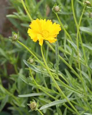 Dwarf Double Coreopsis #712 (4732)
