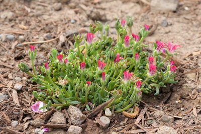 Dyer's Iceplant (Tag #840)