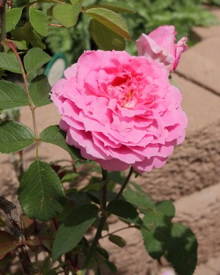 Mayflower Rose David Austin #318 (0621)