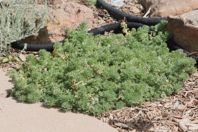 Mystery Artemisia #000 (4628)