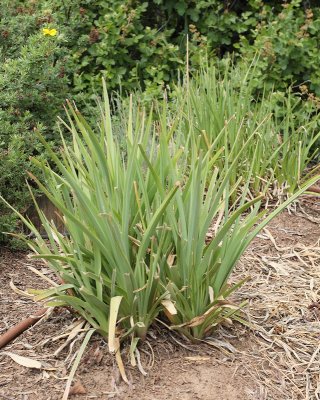 Red Hot Poker #745 (0588)