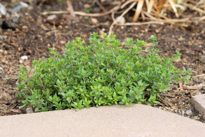 Common Thyme #610 (4650)