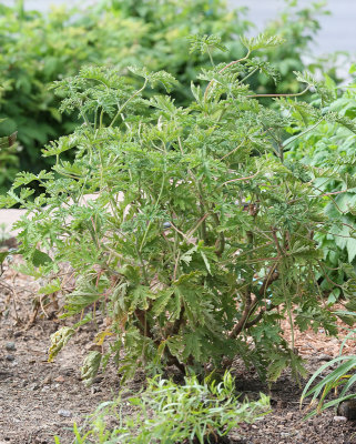 Lime-scented Geranium (Tag #626)