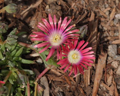 Dyer's Iceplant #911 (4784)