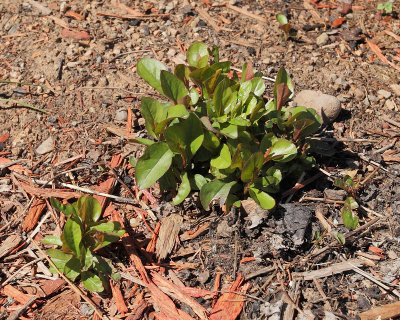 Plumbago #751 (4813)