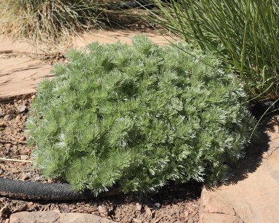 Silver Mound Artemisia #771 (4814)