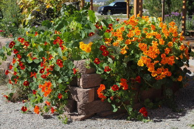 Nasturtium #901 (9947)