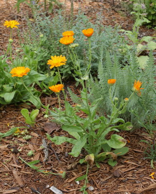 Pot Marigold #903 (1031)