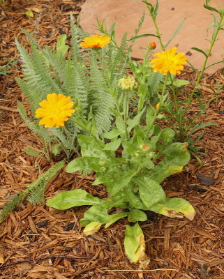 Pot Marigold #903 (9687)