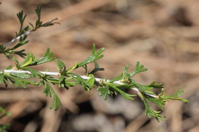 Apache Plume #414 (5051)