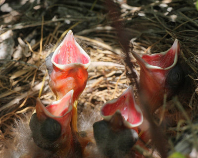 Blackbird Hatchlings (4923)