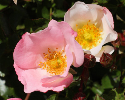 Carefree Delight Rose #317 (5021)