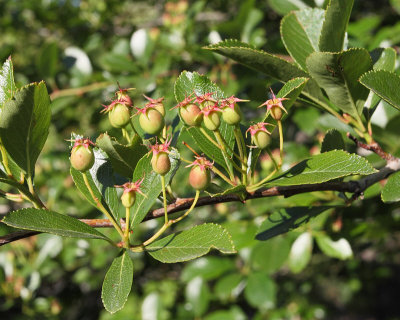 Cockspur Hawthorn #112 (4857)