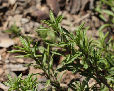 Dwarf Beardtongue #842 (5074)