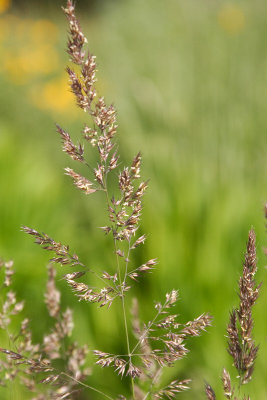 Grass Seeds (is it #564) (2269)