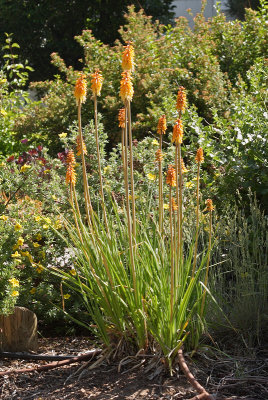 Red Hot Poker (Tag #745)