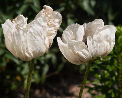 White Oriental Poppy #841 (2253)