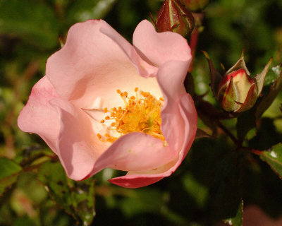 Carefree Delight Rose #317 (2382)
