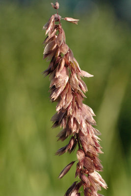 Feather Reed Grass #551 Seeds (2335)