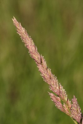 Feesey Ribbon Grass #568 Seeds (2344)
