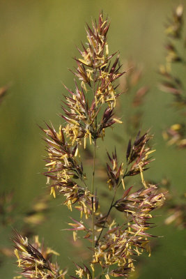 Grass Seeds (is it #564) (2350)