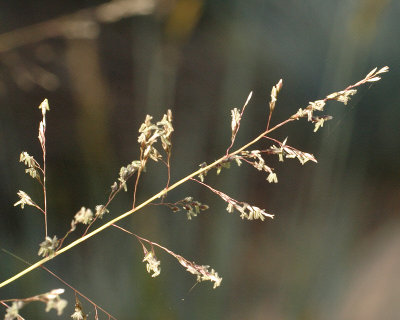 Grass Seeds (is it #566) (2347)