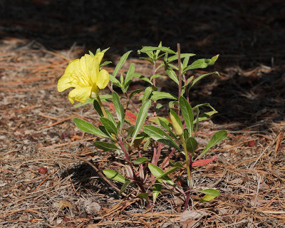 Organ Mountain Evening Primrose #873 (2438)