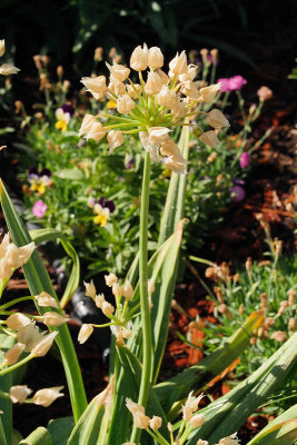 Golden Garlic #514 (2413)
